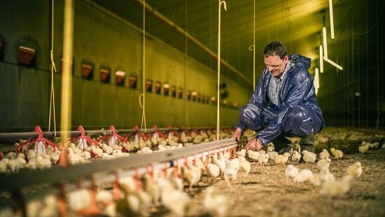 salud de los animales