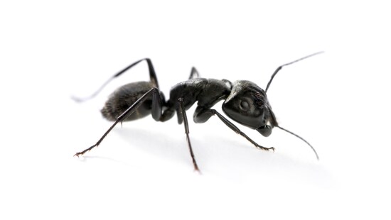 Carpenter ant pest. 