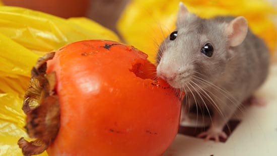 Los peligros de los roedores en la seguridad alimentaria