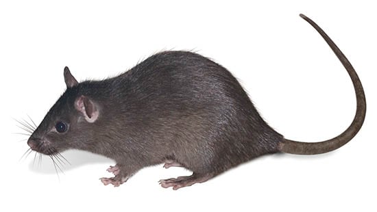 LA RATA DE LOS TEJADOS (RATTUS RATTUS) es un tipo común de roedor