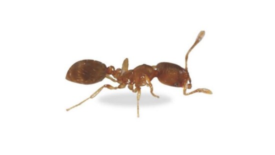 Ant image